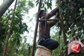 Petani Lada Terancam Gagal Panen