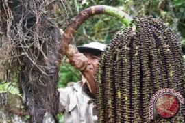 Impian Warga Long Segar Jadi Lumbung Bioetanol 