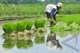 Gapoktan Sidomulyo sukses kembangkan berbagai unit usaha