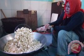 Amplang Khas Ketapang Bisa Jadi Buah Tangan Wisatawan