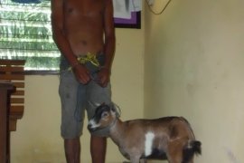 Polisi Agam Temukan Ganja pada Pencuri Kambing