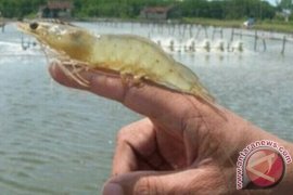 Warga Bireuen Galakkan Kembangkan Udang Vannamei