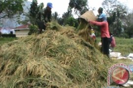 Petani harapkan kehadiran Penyuluh Pertanian