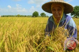 Distan Tingkatkan Pemahaman Budidaya Padi Teknologi Hazton 