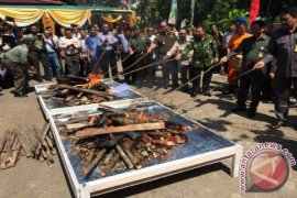 BKSDA Kalbar Musnahkan Paruh Burung Enggang Sitaan