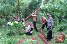 Polsek Narmada amankan Puluhan Kayu iIegal
