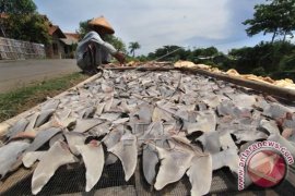 Perdagangan Sirip Hiu