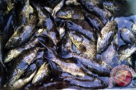 DKP Aceh Kembangkan Budidaya Kerapu di Tiga Wilayah