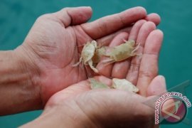 Babel Kembangkan Balai Benih Rajungan