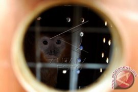 Dua Lutung Kelahiran Inggris Dikirim ke Malang