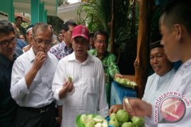 Menteri Desa : Jambu kristal potensial dikembangkan