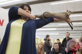 Museum New York hadirkan fenomena kucing di internet