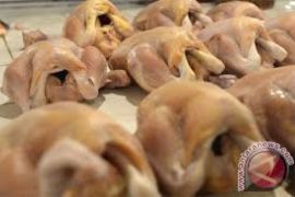 Harga Daging Ayam Potong "Terbang" Ketika Harga BBM Turun