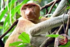 Benteng Yang KIan Tergerus