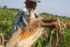 Sembilan Kecamatan di Temanggung Rawan Hama Tikus
