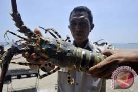 TNI AL gagalkan penyeludupan lobster