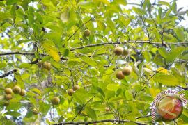 Harga biji pala basah di Abdya tembus Rp25 ribu per kilogram