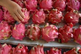 Harga Buah Naga Turun