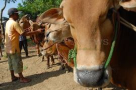 Madura Canangkan Sebagai Pulau Sapi