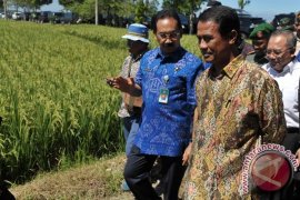 Dispar Badung Tunggu Produk Distan untuk Kembangkan Agrowisata