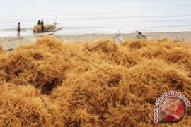 HARGA RUMPUT LAUT TURUN