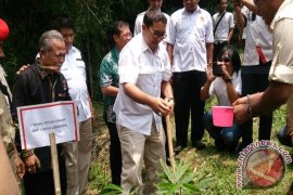 Rayakan HUT Gerindra tanam bambu di Ciliwung