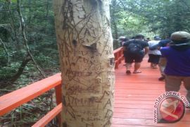 Pohon Langka Hutan Namang Dirusak Dengan Coretan