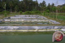 Pemkab Lamandau Rutin Bantu Poktan Budidaya Ikan