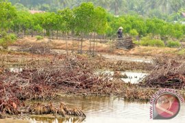 22 Jenis Spesies Manggrove Tumbuh di Langsa