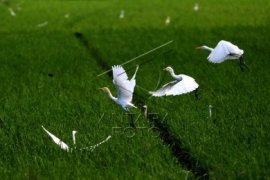 Tahun 2045 Indonesia akan jadi lumbung pangan dunia, kata Menteri Pertanian