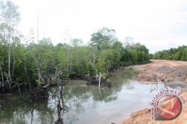 Puluhan Ribu Tanaman Mangrove Terancam Hilang