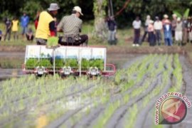 Pemkab Seruyan Gelar Tanam Padi Serentak 