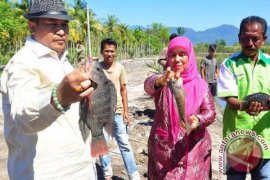 Bupati Aceh Selatan Panen Perdana Ikan Nila