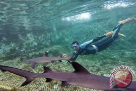 Trump: Kejelasan kesepakatan dengan Iran