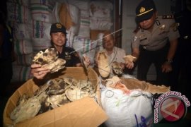 Penyelundupan Tempurung Kura-Kura
