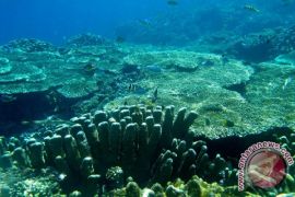Empat Alasan Menyelam Di Gorontalo