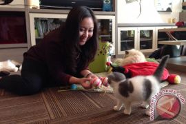 Melepas penat bersama si meong di kafe kucing