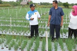 Belajar Bertani, Datanglah Ke P4S Kampar