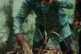 Mushaf Raksasa Sidoarjo Akhirnya Dimusnahkan