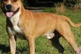 Ternyata Anjing Bisa Membedakan Ekspresi Wajah Manusia