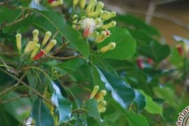 Fakultas Kedokteran UGM Teliti Tanaman Obat Kanker