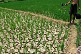 Mitsubishi Fuso Targetkan Meraup 50 Persen Pangsa Pasar 