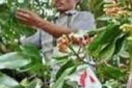 Pegadaian Batam Jaring Petani Cengkeh Investasi Emas