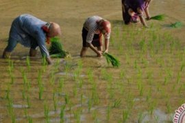 Enam Kabupaten Langkat Dapat Bantuan Benih Padi