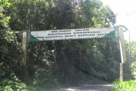 Ada Jejak Harimau Di Jalinbar Bengkulu-Lampung