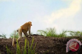 PT Antang Reforests Wetland to Save Bekantan