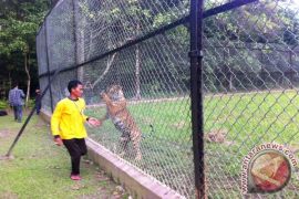 Puisi untuk sang raja hutan