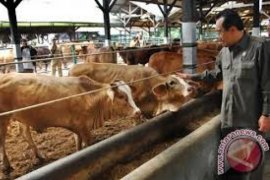 Persediaan Hewan Kurban Cukup di Agam