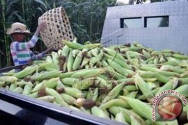 Buleleng Kontribusi Terbesar Produksi Jagung