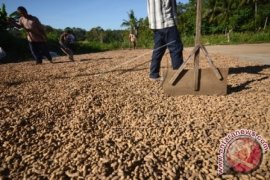 HARGA KACANG TANAH TURUN Page 1 Small